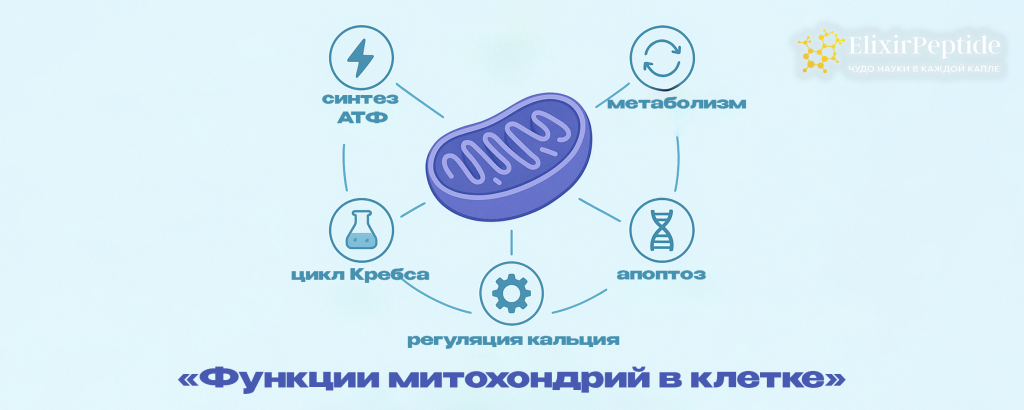 Функции митохондрий в клетке .png