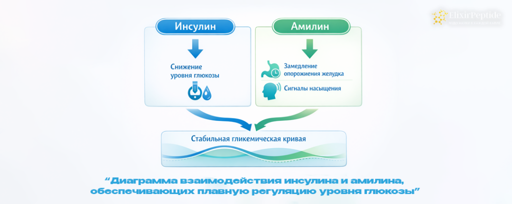 Диаграмма взаимодействия инсулина и амилина обеспечивающих плавную регуляцию уровня глюкозы.png