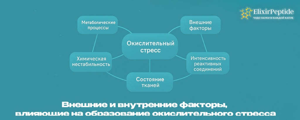 Внешние и внутренние факторы влияющие на образование окислительного стресса .png