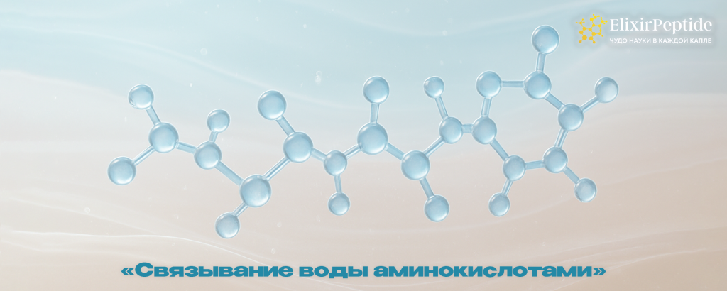 Связывание воды аминокислотами.png