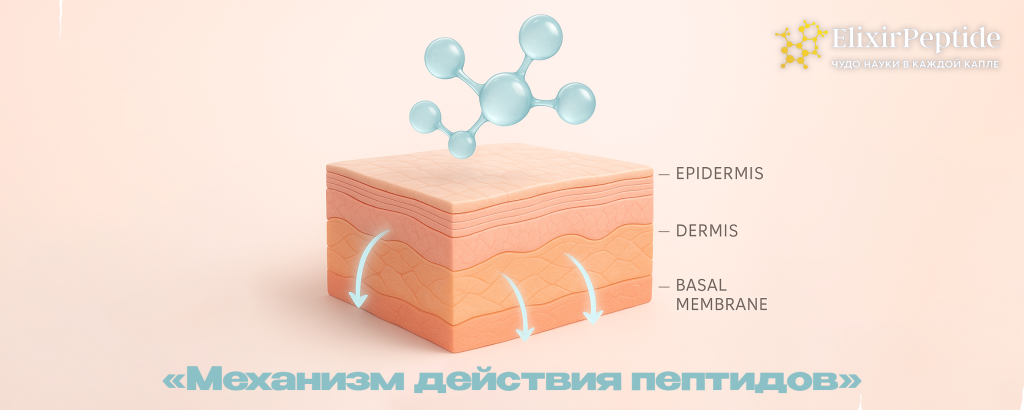 Механизм действия пептидов.png