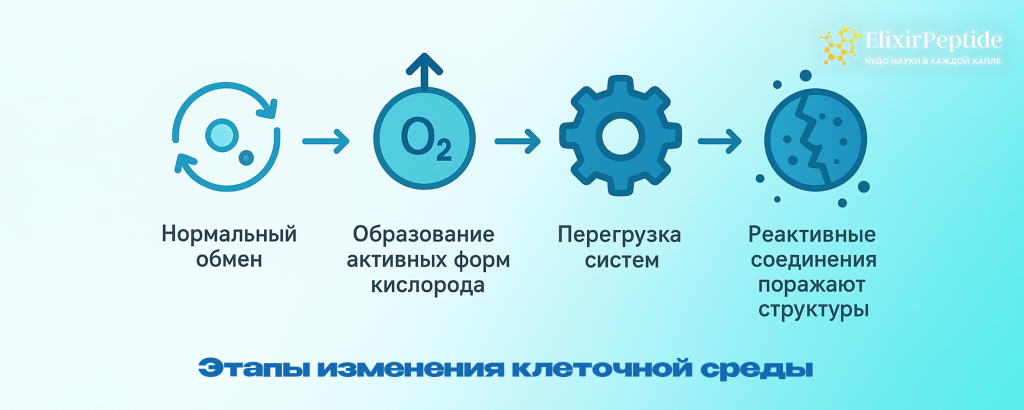 - Этапы изменения клеточной среды.png