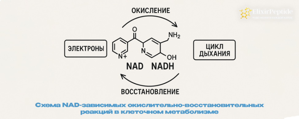 NMN и NAD: взаимосвязанные элементы клеточного метаболизма