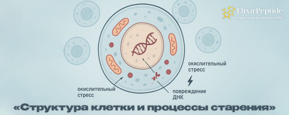 Почему стареет организм