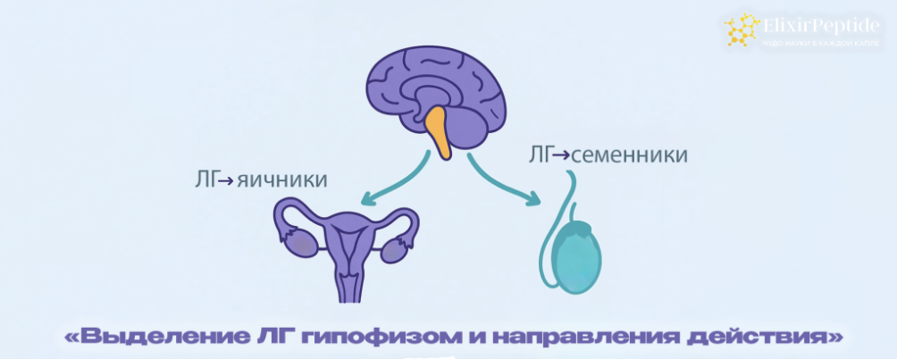Что такое лютеинизирующий гормон