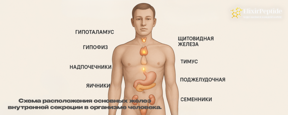 Все гормоны человека и их основные функции