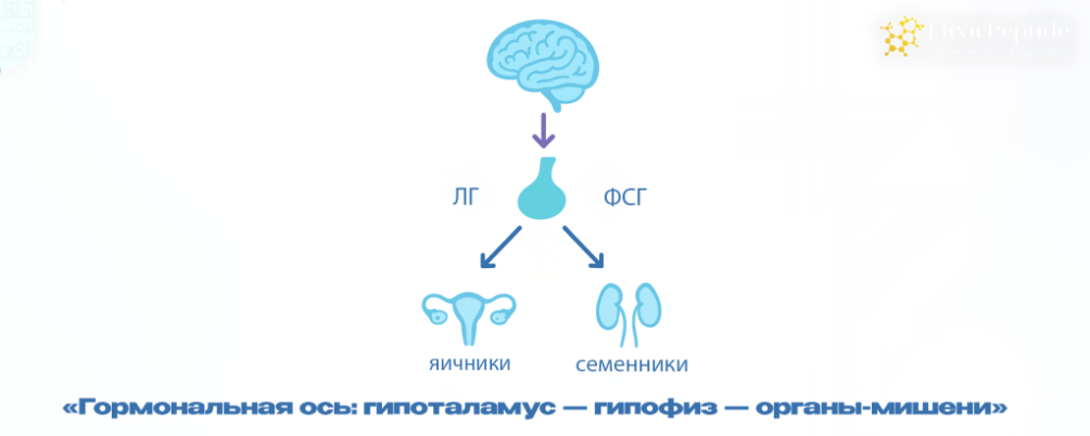 Соотношение ЛГ и ФСГ: диагностическое значение и влияние на репродуктивную систему