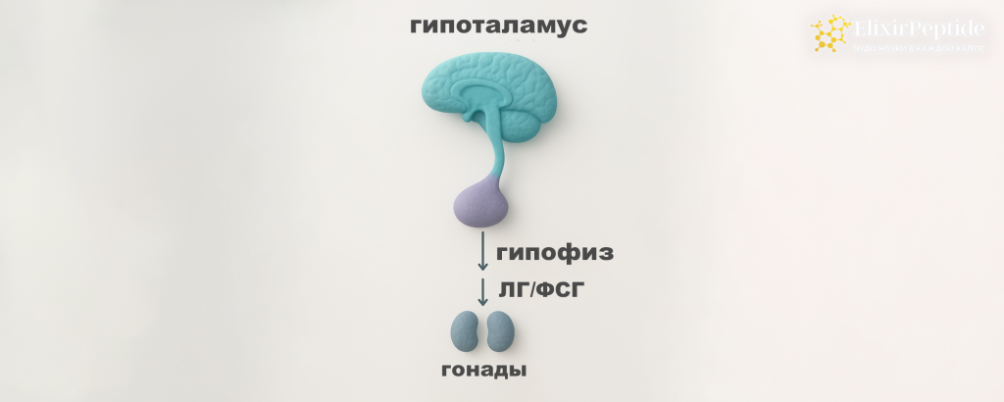 Как повысить уровень ЛГ и ФСГ у мужчин: безопасные методы нормализации гормонального баланса