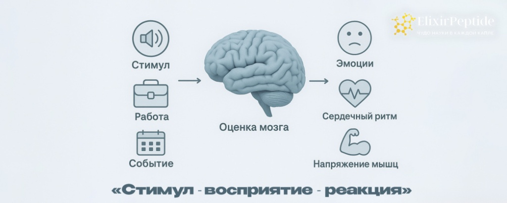 Стресс: что это такое и как он влияет на организм