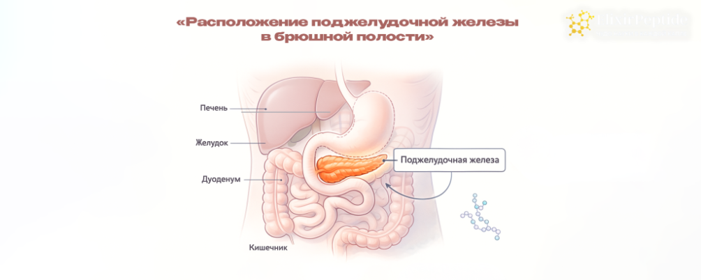 Пептиды для поджелудочной железы