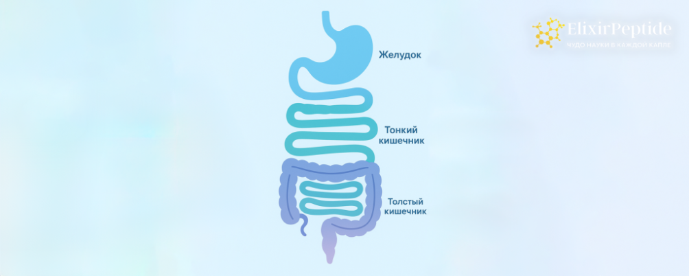 Как восстановить жкт от желудка до кишечника