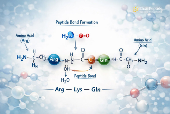 Пептиды и белки: основные сходства и ключевые различия