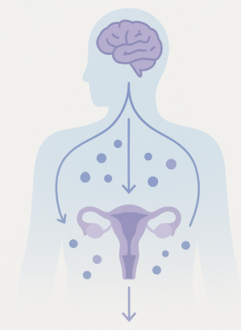 ФСГ (фолликулостимулирующий гормон): что это, зачем нужен и как действует