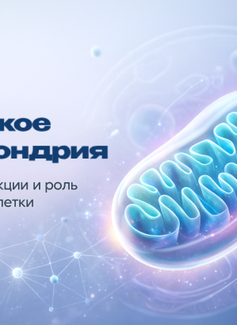 Что такое митохондрия: структура и значение для организма