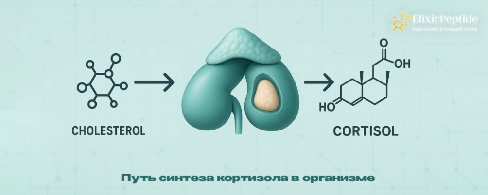 Что такое кортизол