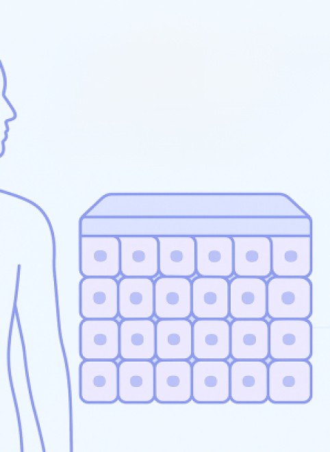 Эпителиальная ткань: что это такое